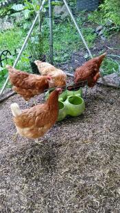 4 gelukkige kippen die allemaal kunnen eten zonder ruzie - esme aggie mags en gythia 