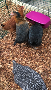 Genoeg ruimte op deze Eglu Cube voederplaats voor de meisjes om te delen! 