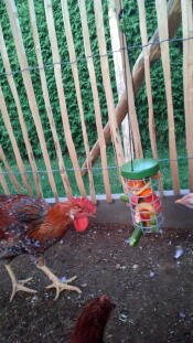 Een kip pikt op een Caddi traktatie met wat groente erin.