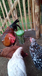 Kippen verzameld rond een Caddi traktatie houder