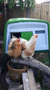 Betty en judy de dag dat ik het nieuwe hok plaatste