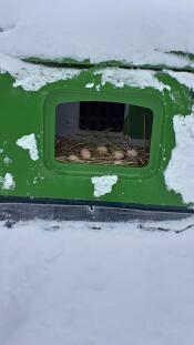 Een groene Eglu Cube in de Snow met daarin eieren gelegd op stro