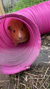 Dit is karamel! ze houdt van haar tunnel en brengt er de meeste tijd in door - behalve als er eten bij betrokken is?