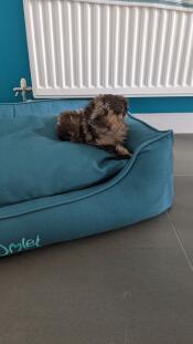 Een puppy rustend in het schaduwrijke sparrennest hondenbed.