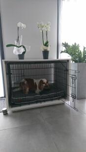 Een Fido hondenbed nis met Nook in een huis met orchideeën erop en een kleine bruin-witte hond erin