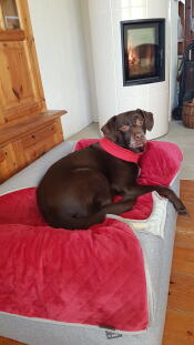Een hond die geniet van het comfort van zijn grijze bed en deken