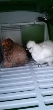Twee kippen in een Cube kippenhok