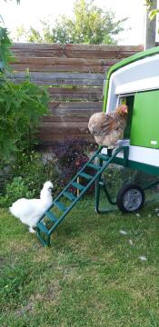 Twee kippen in een tuin klimmen op een ladder naar het kippenhok Cube 