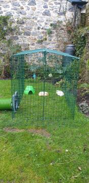 Zippi cavia ren dubbele hoogte met rok