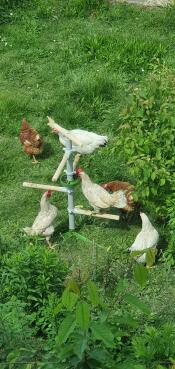 Kippen proberen bij de zonnebloempitten te komen
