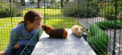 Zowel kinderen als cavia’s zullen genieten van de mogelijkheid nog beter dan voorheen samen te kunnen spelen en tijd door te brengen