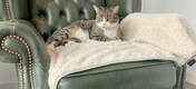 Katten zullen het heerlijk vinden om te ontspannen op dit luxe, superzachte deken tijdens een lang middagdutje