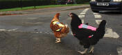Maak uw kippen goed zichtbaar met de Veiligheidsvesten voor kippen