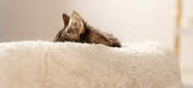 Katten en kittens brengen tot wel 80% van hun dag slapen door, dus geef ze een fijne plek om te relaxen, zoals de Maya Donut kattenmand