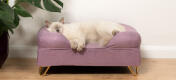Schattige pluizige witte kat slapend op lavendel lila traagschuim kattenbolster bed met Gold haarspeld pootjes