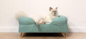 Schattige pluizige witte kat zittend op groenblauw traagschuim kattenbolster bed met Gold haarspeld pootjes
