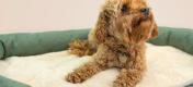Uw hond zal het buitengewone comfort van het Bolsterbed heerlijk vinden, en diepe slaap voor jaren garanderen