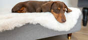 Verhoog de mand van uw hond met een keuze aan pootjes voor een extra stijlvolle touch die past bij de rest van uw meubilair