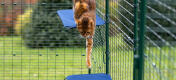 Kat springt naar beneden van stoffen kattenplank in Omlet outdoor catio ren