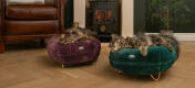 Katten in de woonkamer slapen in de kwaliteit vijg paars en pauw groen donut kattenbed