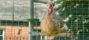 Close-up van kip baars op Omlet kip Poletree entertainmentsysteem binnen van Omlet walk in chicken run