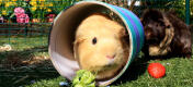 Een cavia spelend in zijn ruime buitenren