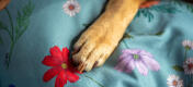 Close-up van een poot op gardenia salie hondenbedprint.