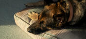 Close up van duitse herder op een comfortabel groot Omlet kussen hondenbed