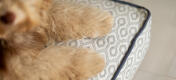 Close up van het honingraat leisteen kussen hondenbed