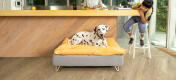 Dalmatiër liggend op Omlet Topology hondenbed met zitzak topper en witte haarspeld voeten