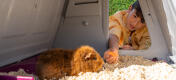 Een jongen voert een wortel aan zijn cavia door het deurtje van Eglu Go hok.