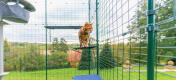 Gemberkat staand op Omlet outdoor kattenplank van stof in outdoor catio