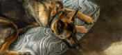 Duitse herder op een zacht en stijlvol Omlet kussen hondenbed