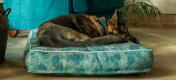 Duitse herder op een groot gedessineerd Omlet kussen hondenbed