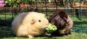 Twee cavia's in hun inloopren knabbelen samen aan wat broccoli