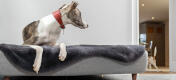 Hond ligt in het Topology hondenbed en andere hond speelt rond