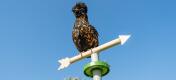 Kip zit op de top van de windvaan kippenspeelGoed accessoire voor de vrijstaande universele kip zitstok