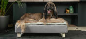 Oude greyhound liggend in het memory foam Topology hondenbed