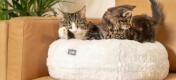 Twee katten liggen op Snowbal wit Luxury zacht donut kattenbed
