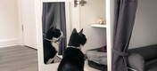 Weet uw kat altijd de voorraad kattensnoepjes te vinden als u niet thuis bent? De Maya Nook garderobe biedt een nette (en veilige!) opbergoplossing