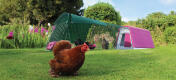 Een Eglu Go kippenhok met ren in een tuin met drie kippen