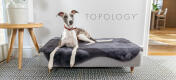 Greyhound rustend in het Topology moderne verhoogde hondenbed