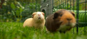 Twee cavia's in een box die verbonden is met een Zippi tunnel.