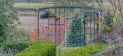 Kat spelen op de waterdichte Freestyle outdoor kattenboom binnen de Omlet catio