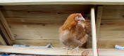 Een Gingernut ranger op de zitstok van een Boughton kippenhok
