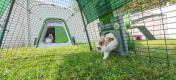 Konijnen spelen in hun groene Eglu Go hok en ren met Zippi tunnel aangesloten