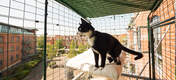 Een zwart-witte kat stond op een bed in een inloopkat balkon opstelling