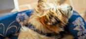 Terriër ontspant op een Omlet bolster hondenbed