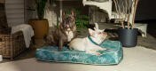 Twee bulletjes delen een stijlvol gedessineerd Omlet kussen hondenbed