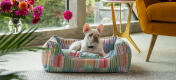 Witte bulletje liggend in een comfortabel en stijlvol Omlet nest hondenbed